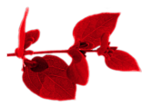 oie_transparent-8.png