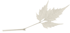 oie_transparent-9.png