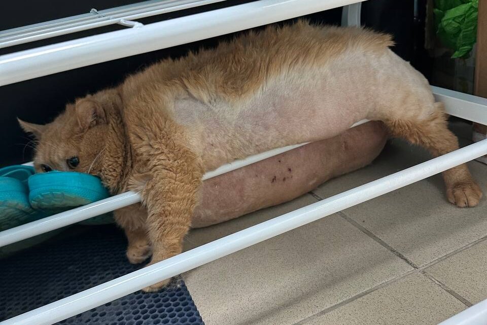 7eda8315e091db9170ba712b07544f14_ce_960x