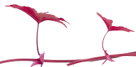 oie_transparent-6.png