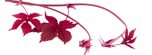 oie_transparent-7.png