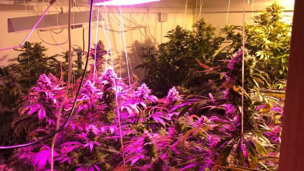 NEMKA-UNASLEDOVALA-DOM-S-PLANTATIEI-KANNABISA-VNUTRI-KOTOROGO-BYLO-1200-RASTENII.jpg