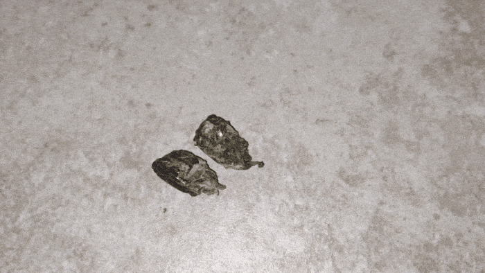 GIF_20250418_125315_624.gif