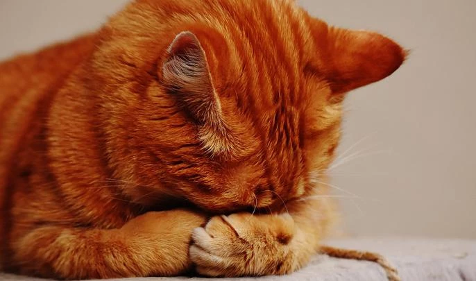 cat-1675422960720mdthumbnail_3XK7bic.jpg__1200_0x0.webp