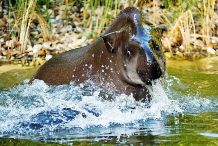 _lat._Tapirus_terrestris_1_yapfiles.ru.jpg