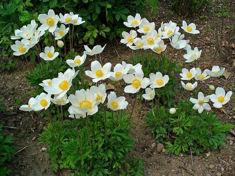 b-99279.jpg