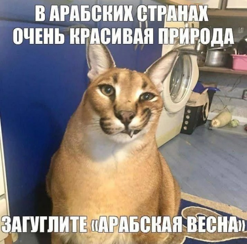 https://e.radikal.host/2025/06/08/image00557d82843250d8.md.png