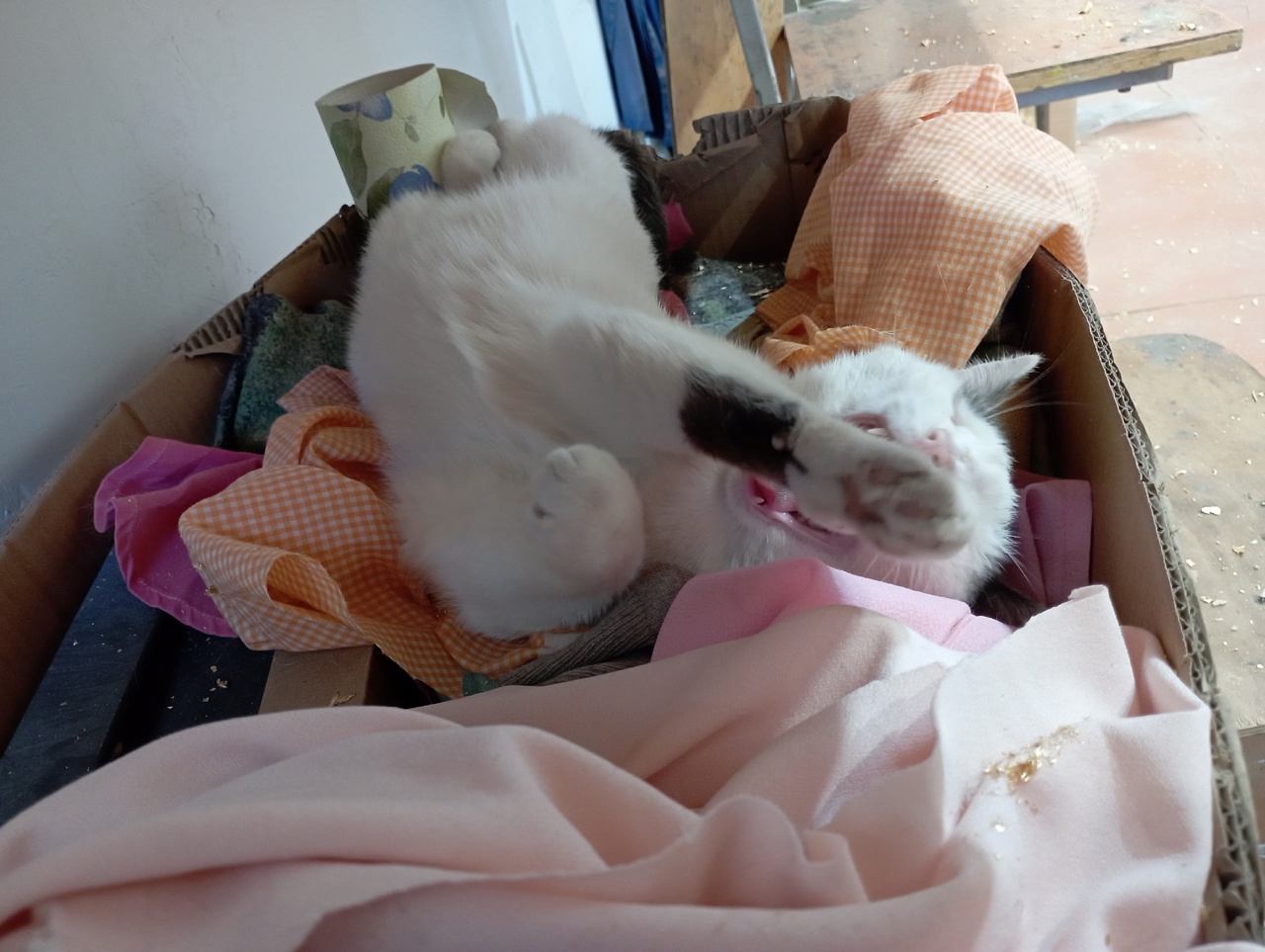 QiknNgHKK1zryTJKP71EGQzGxp6b2-z7Cc7BM_SRJSAEqWE6x3SSWvS1qJIgqCZdRGaXxIqM-m2DFmw_CG-qa4-w.jpg