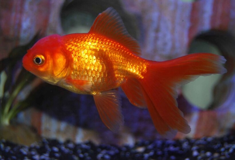 red-oranda2_1-compressor-1024x699.jpg