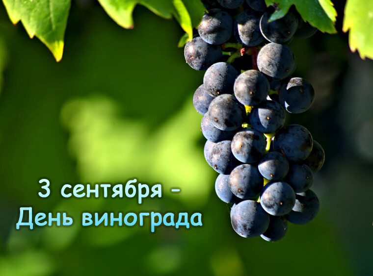 42-Den-vinograda.jpg