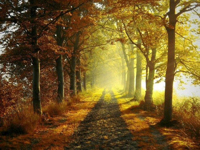 Autumn_woods_road-Nature_landscape_HD_Wallpaper_1024x768.jpg