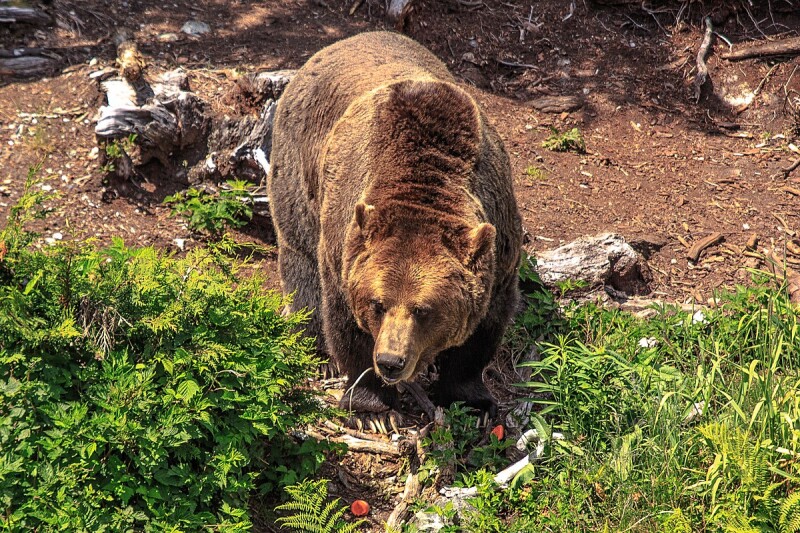 Atop_Grouse_Mountain_in_Vancouver_BC_-_the_Grizzlies_Ursus_arctos_horribillis_-_4_years_ago_they_were_cubs_-_but_not_now_-_18291773794.jpg