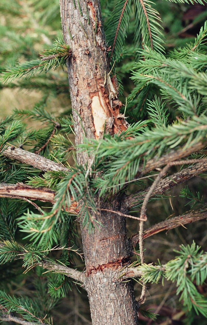 Smrk_poskozeny_medvedem.jpg