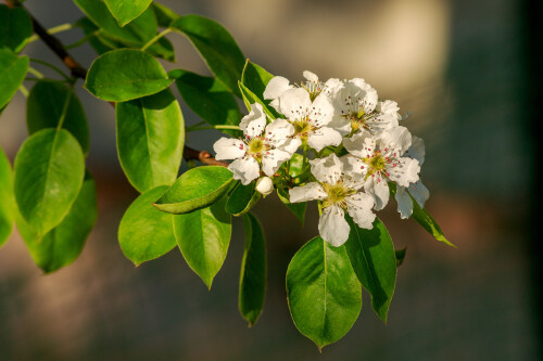 Цветение груши