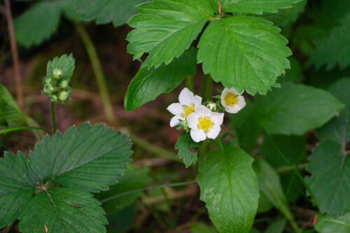 Цветение клубники