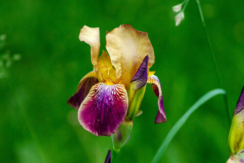 Яркий ирис