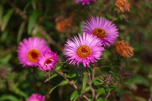 Сентябринки