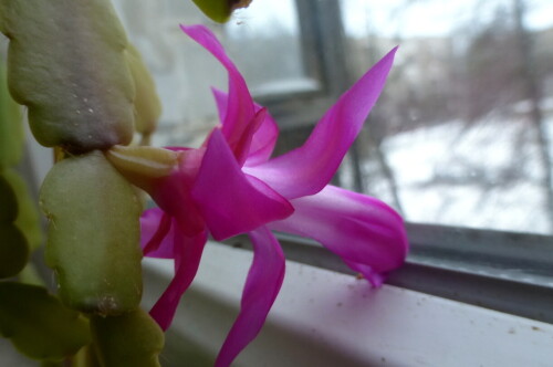 Декабристка