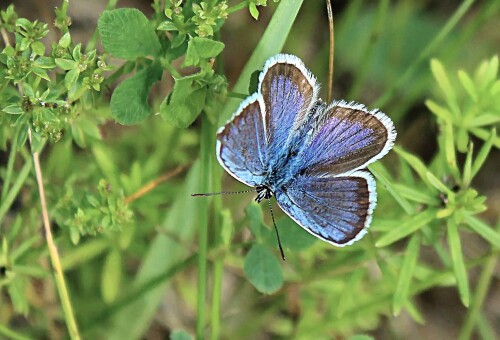 бабочка голубянка