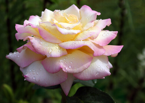 нежный этюд