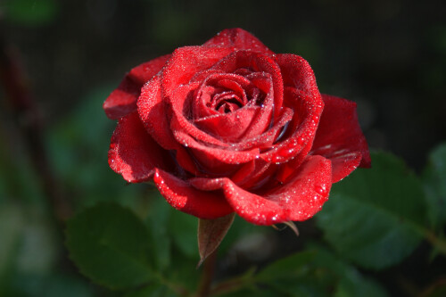 красная роза