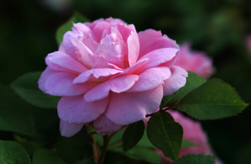 этюд с розовой розой