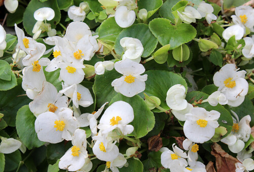 белая бегония