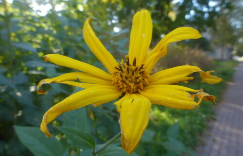 Желтый цветок