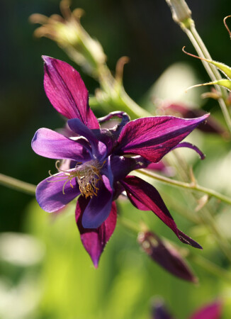 этюд с водосбором