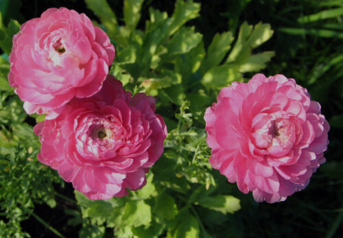 розовое трио