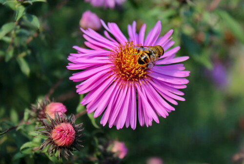 сентябрьский этюд