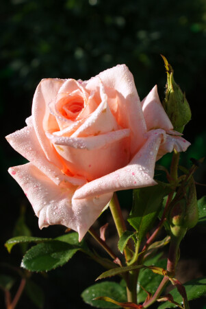 с капельками росы