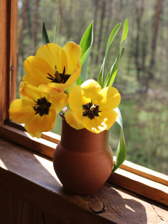 солнечное трио