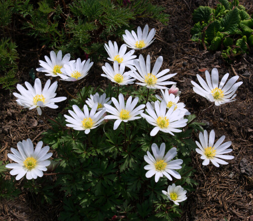 этюд с анемонами