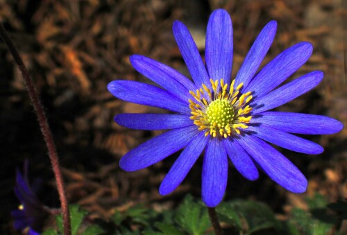 синяя анемона