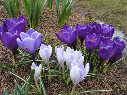 крокусы
