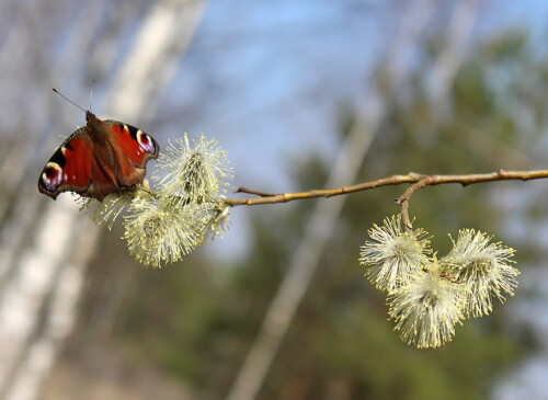 весенний этюд