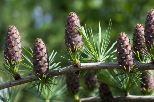 Шишечки на лиственнице
