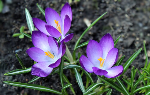 сиреневые крокусы