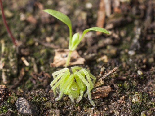 Я цветочек!