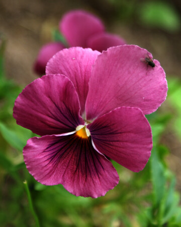 летний этюд