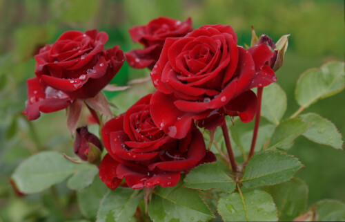 красные розы