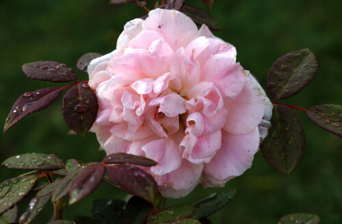 этюд с розовой розой