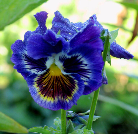 этюд с анюткой