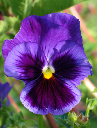 чернильная анютка