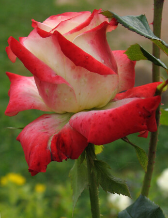 этюд с розой