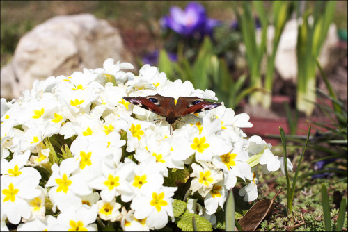 Проснулась