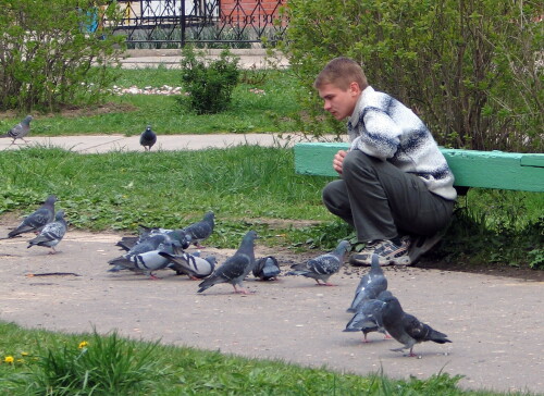 любовь и голуби