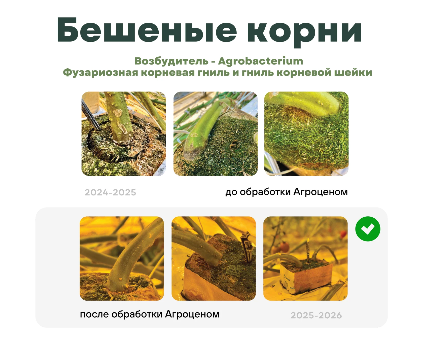 Бешеные корни до и после обработки удобрением Агроцен