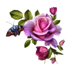 40_806267.webp